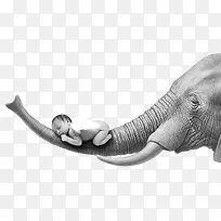 创意趴在象鼻子上的婴儿-空若网 创意趴在象鼻子上的婴儿-空若网