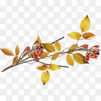 秋·德奥格里斯-真菌-空若网 秋·德奥格里斯-真菌-空若网