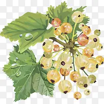 水果矢量图灯笼果-空若网 水果矢量图灯笼果-空若网