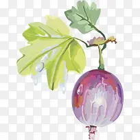 ��Խݮˮ��ӣ�ҵ����� ��ݮ-������