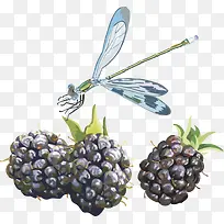 水果矢量图桑葚-空若网 水果矢量图桑葚-空若网