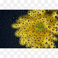 玻璃水珠鲜花背景-空若网 玻璃水珠鲜花背景-空若网