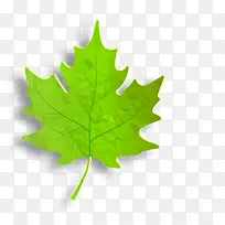 绿色枫叶-空若网 绿色枫叶-空若网