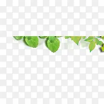 树叶-空若网 树叶-空若网