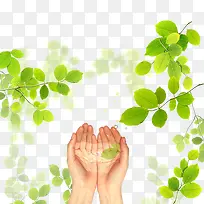 ������Ҷ-������