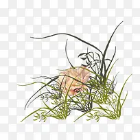 ÊÖ»æÀ¼»¨²Ý-¿ÕÈôÍø ÊÖ»æÀ¼»¨²Ý-¿ÕÈôÍø