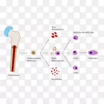 ��Ѫ��ϸ����Ѫ��ѪС��NHL-������