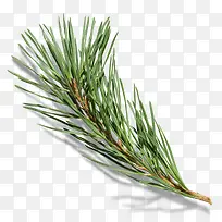 ʥ����֦-������