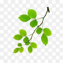 ��Ҷ�ӵ���֦-������