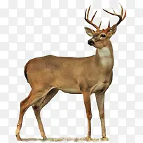 ��Ӱ��ԭ�е�÷��¹-������