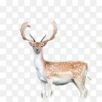 ÷��¹����Ұ����Ӱ-������