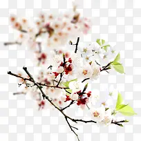 模糊摄影梅花盛开-空若网 模糊摄影梅花盛开-空若网