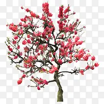 高清摄影红色的梅花开放-空若网 高清摄影红色的梅花开放-空若网