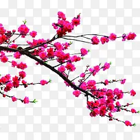 高清创意摄影红色的梅花-空若网 高清创意摄影红色的梅花-空若网