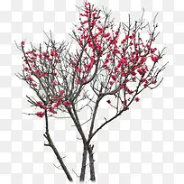 高清摄影红色的梅花-空若网 高清摄影红色的梅花-空若网