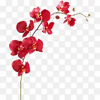 高清摄影创意红色的梅花花卉-空若网 高清摄影创意红色的梅花花卉-空若网