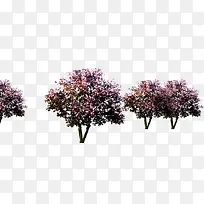 ��ɫ÷����������Ӱ�ϳ�-������