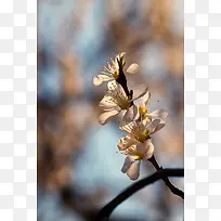 枝头的梅花风光摄影-空若网 枝头的梅花风光摄影-空若网
