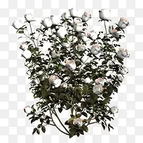 花卉素材绿植花草-空若网 花卉素材绿植花草-空若网