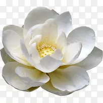 创意花草图片水彩花卉素材-空若网 创意花草图片水彩花卉素材-空若网