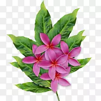 切花法-花卉设计-花卉-空若网 切花法-花卉设计-花卉-空若网