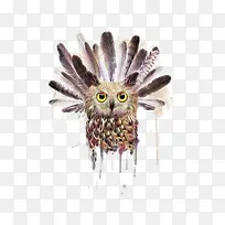 羽毛与猫头鹰-空若网 羽毛与猫头鹰-空若网