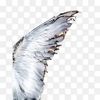 ��ɫ��ë-������