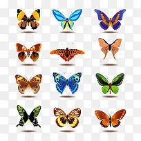 各种各样蝴蝶样本-空若网 各种各样蝴蝶样本-空若网