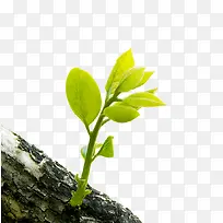 装饰图案-空若网 装饰图案-空若网