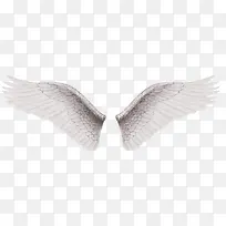 白色对称翅膀-空若网 白色对称翅膀-空若网
