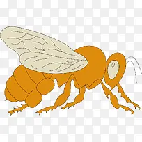 黄色的蝉类-空若网 黄色的蝉类-空若网