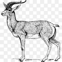 羚羊电脑图标剪辑艺术羚羊-空若网 羚羊电脑图标剪辑艺术羚羊-空若网