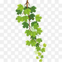 葡萄藤枝叶绿色手绘-空若网 葡萄藤枝叶绿色手绘-空若网