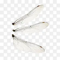 昆虫的翅膀-空若网 昆虫的翅膀-空若网