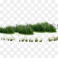 园林-植物、花、草-空若网 园林-植物、花、草-空若网