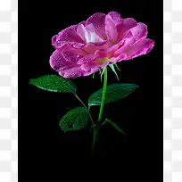 微距水滴鲜花摄影图-空若网 微距水滴鲜花摄影图-空若网