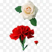 红色的康乃馨-空若网 红色的康乃馨-空若网