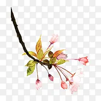 水彩花卉图案元素-空若网 水彩花卉图案元素-空若网