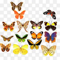 梦幻森林彩色蝴蝶-空若网 梦幻森林彩色蝴蝶-空若网