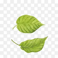 2片绿色的叶子下载-空若网 2片绿色的叶子下载-空若网