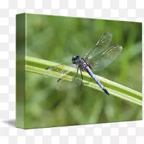 ·«²¼Ó¡»¨òßòѰæ»ÒÕÊõ-Áú·É-¿ÕÈôÍø ·«²¼Ó¡»¨òßòѰæ»ÒÕÊõ-Áú·É-¿ÕÈôÍø