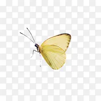 黄色蝴蝶-空若网 黄色蝴蝶-空若网