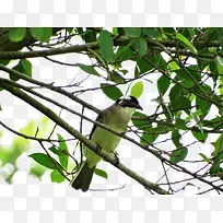 浓密的树叶-空若网 浓密的树叶-空若网