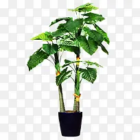 仿真的咖啡树图片素材-空若网 仿真的咖啡树图片素材-空若网