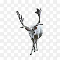 白色麋鹿-空若网 白色麋鹿-空若网