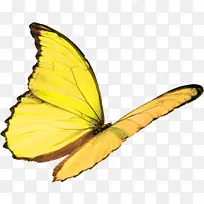 花朵手绘素材 png免抠图-空若网 花朵手绘素材 png免抠图-空若网