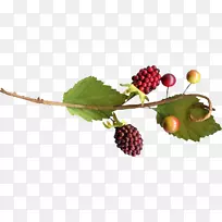 奥格里斯水果剪贴画-感恩节-空若网 奥格里斯水果剪贴画-感恩节-空若网