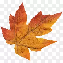 ·ãÒ¶Ê÷-¸Ð¶÷½Ú-¿ÕÈôÍø ·ãÒ¶Ê÷-¸Ð¶÷½Ú-¿ÕÈôÍø