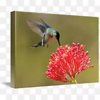 ÄñÀàÀ¥³æÇøÏµ´«·Û¶¯Îï·äÄñ-¿ÕÈôÍø ÄñÀàÀ¥³æÇøÏµ´«·Û¶¯Îï·äÄñ-¿ÕÈôÍø