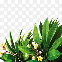 绿草鲜花小花花朵-空若网 绿草鲜花小花花朵-空若网